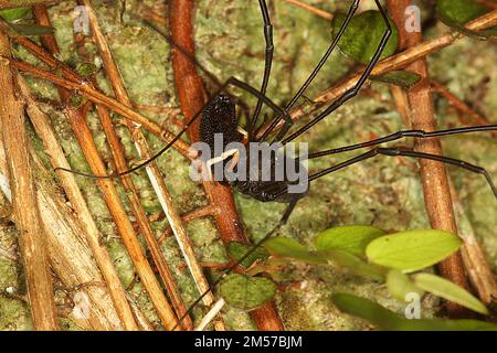 Arvestro nero a long-jawed (Pantopsalis sp.) Foto Stock