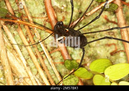 Arvestro nero a long-jawed (Pantopsalis sp.) Foto Stock