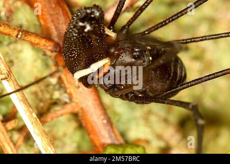 Arvestro nero a long-jawed (Pantopsalis sp.) Foto Stock