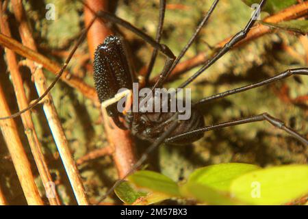 Arvestro nero a long-jawed (Pantopsalis sp.) Foto Stock