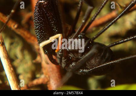 Arvestro nero a long-jawed (Pantopsalis sp.) Foto Stock