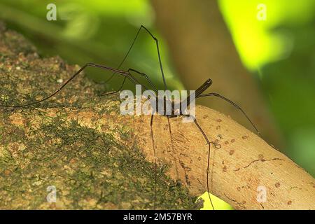 Arvestro nero a long-jawed (Pantopsalis sp.) Foto Stock