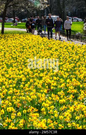 Daffodils, Bute Park, Cardiff, Galles, Galles, capitale, Primavera, Foto Stock