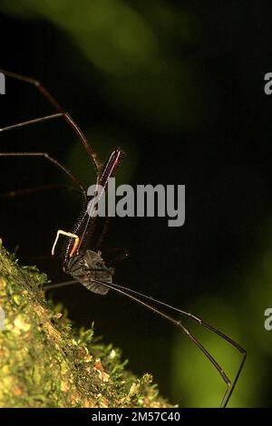 Arvestro nero a long-jawed (Pantopsalis sp.) Foto Stock