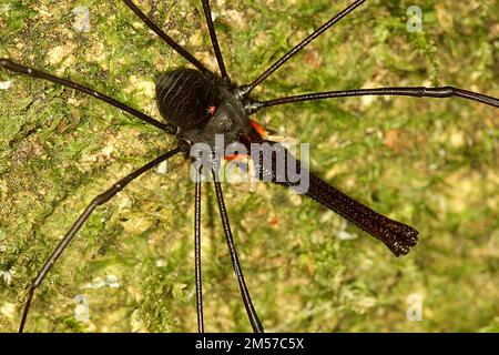 Arvestro nero a long-jawed (Pantopsalis sp.) Foto Stock