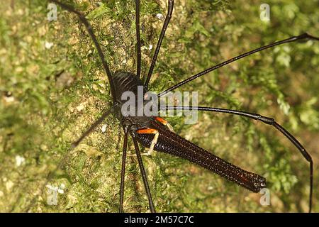 Arvestro nero a long-jawed (Pantopsalis sp.) Foto Stock