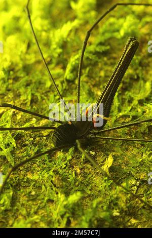 Arvestro nero a long-jawed (Pantopsalis sp.) Foto Stock