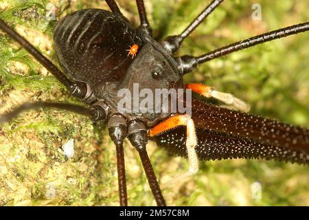 Arvestro nero a long-jawed (Pantopsalis sp.) Foto Stock