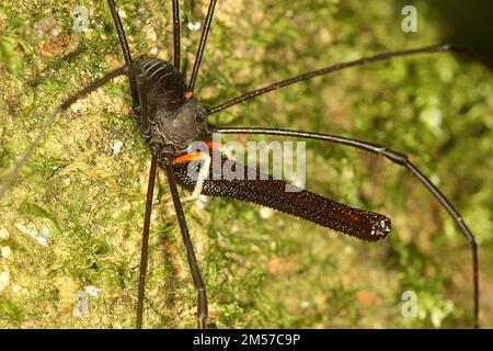 Arvestro nero a long-jawed (Pantopsalis sp.) Foto Stock