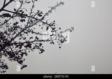 Bacche rosse su rami con un campo nella nebbia come sfondo Foto Stock