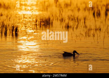 Tramonto in un lago con una pala in acqua Foto Stock