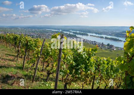 RUEDESHEIM, GERMANIA - 8 OTTOBRE 2021: Ruedesheim all'interno dei vigneti della valle del Reno in una bella giornata autunnale il 8 ottobre 2021 in Germania Foto Stock