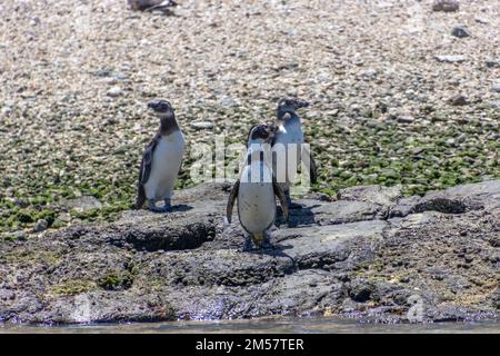 Valparaiso, Cile - Dic, 6, 2022: Pinguini Humboldt selvatici nel santuario naturale Islote Pajaros Ninos vicino Algarrobo Foto Stock