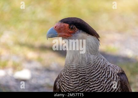 Caracara Plancus nel parco nazionale di Torres del Paine in Patagonia, Cile Foto Stock