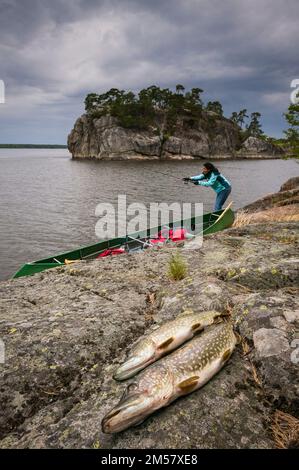 Pesca del Pike settentrionale sull'isola di Burumøya nel lago Vansjø, Østfold fylke, Norvegia, Scandinavia. Foto Stock