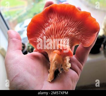 funghi di ostriche rosa crescenti nella cucina, Foto Stock