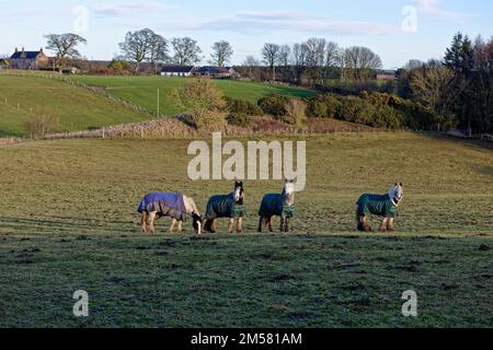 Quattro cavalli con coperte a Cavallo per tenere fuori il pascolo freddo in campi vicino a Leysmill, dominato da una fattoria e bungalow fattoria. Foto Stock