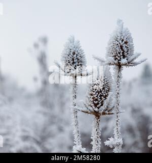 Cucchiaino da tè selvatico (Dipsacus fullonum) coperto di gelo. Formato sqaure. Austria, Vienna Foto Stock