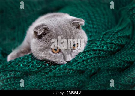 un gatto felice giace su una sciarpa verde. Un gatto grigio gioca con una palla bianca di lana su un soffice tappeto. Gattino felice ama accarezzare la mano della donna. shorthair britannico. Cat per nastri pubblicitari. Simpaticissimo primo piano per gli animali domestici. Foto di alta qualità Foto Stock