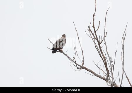 Un'aquila giovane calva appollaiata su un ramo. Foto Stock