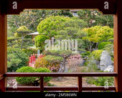 Monaco - 3 maggio 2022: Un pittoresco pino visto da un padiglione in legno del giardino giapponese di Monaco. Preso in un giorno di primavera di sole. Foto Stock