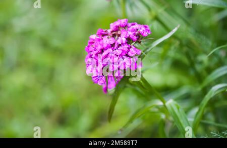 Fiori di una pianta di garofano turca. Bel fiore rosa fragrante. Foto Stock