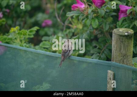 Twite (Linaria flavirostris), maschio, seduto sul frangivento, Sumburgh Head RSPB Reserve, Shetland. Foto Stock