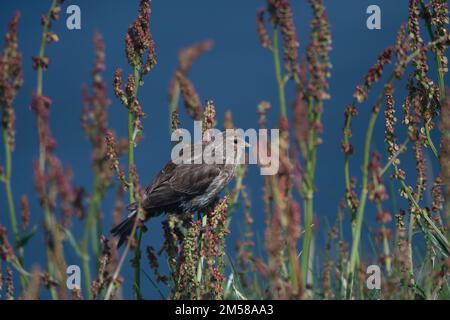 Twite (Linaria flavirostris), , nutrimento di semi di sorgo, Sumburgh Head RSPB Reserve, Shetland. Foto Stock