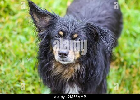 Il cane nero guarda nella telecamera. Foto Stock