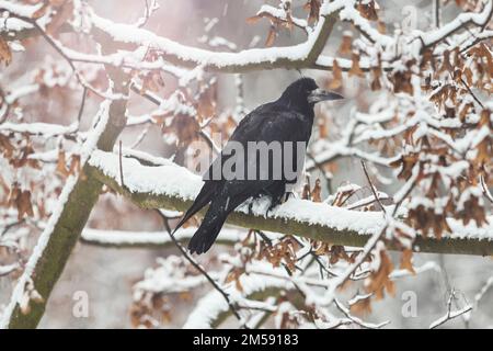 rook si siede su un ramo di quercia in una nevicata Foto Stock