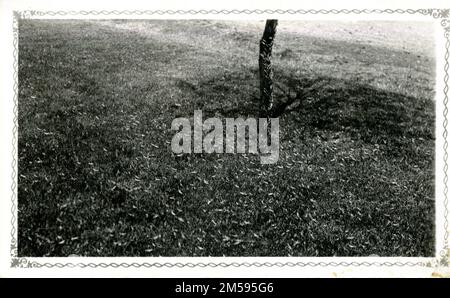 Albero che fa ombre. Regione delle pianure centrali (Kansas City, Missouri). Stampa fotografica. Dipartimento dell'interno. Ufficio degli affari indiani. Agenzia Pierre. 1954-1972. Corrispondenza decimale Foto Stock