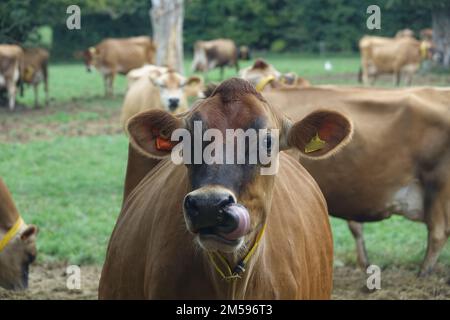 Maglia. 10th Set, 2022. I bovini del Jersey si riproducono su un pascolo dell'isola con lo stesso nome. Jersey Cattle è una razza di bestiame nazionale. Ha avuto origine sull'Isola del canale di Jersey e vi è stato allevato per secoli senza influenza da altre razze. È considerata una delle razze bovine più antiche del mondo. La razza bovina è apprezzata in tutto il mondo per la sua elevata resa lattiera, robustezza e temperamento delicato. Credit: Alexandra Schuler/dpa/Alamy Live News Foto Stock