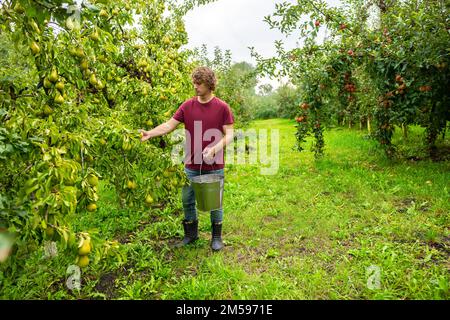 Giardiniere concentrato che raccoglie frutta da un albero Foto Stock