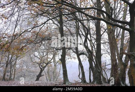 Gli alberi alti nel parco di Sutton a Birmingham, Inghilterra. Foto Stock