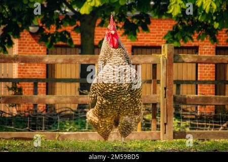 Vista frontale del pollo di Plymouth Rock in erba allo zoo di animali domestici, Hackney City Farm, Londra Foto Stock