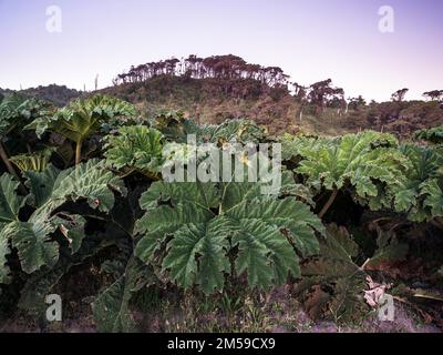 Auf der Insel Chiloe in Südchile, eine Insel in Nordpatagonien. Foto Stock