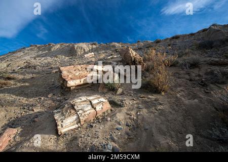 Der versteinerte Wald von José de Ormachea in Patagonien, Argentinien. Foto Stock