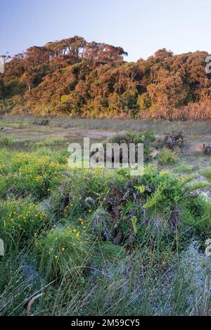 Auf der Insel Chiloe in Südchile, eine Insel in Nordpatagonien. Foto Stock