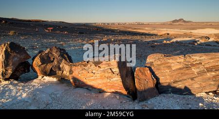 Der versteinerte Wald von Jaramillo in Patagonien, Argentinien. Foto Stock