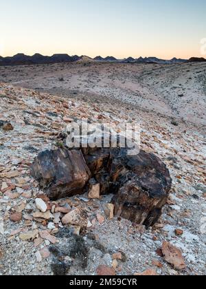 Der versteinerte Wald von Jaramillo in Patagonien, Argentinien. Foto Stock