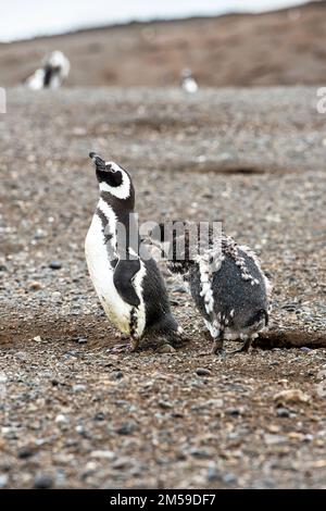 Bei den Magellan-Pinguinen auf der Insel Magdalena in Cile. Foto Stock