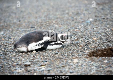 Bei den Magellan-Pinguinen auf der Insel Magdalena in Cile. Foto Stock