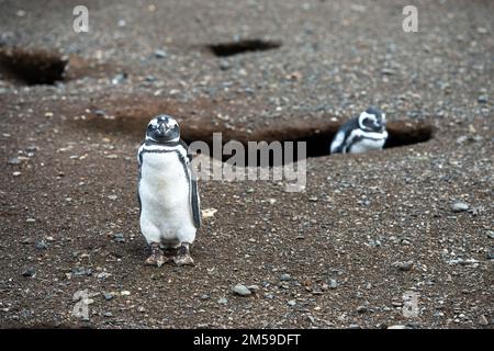 Bei den Magellan-Pinguinen auf der Insel Magdalena in Cile. Foto Stock