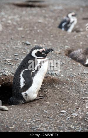 Bei den Magellan-Pinguinen auf der Insel Magdalena in Cile. Foto Stock