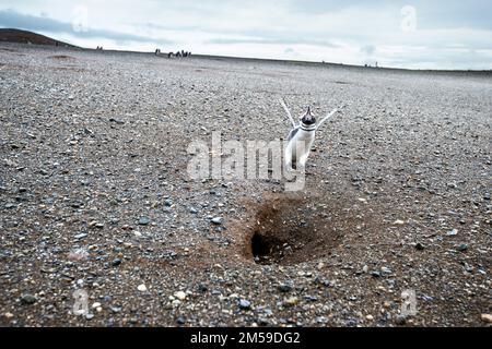 Bei den Magellan-Pinguinen auf der Insel Magdalena in Cile. Foto Stock