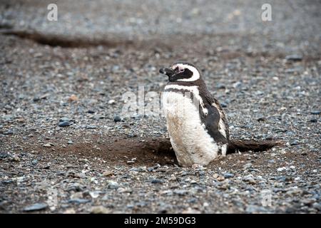 Bei den Magellan-Pinguinen auf der Insel Magdalena in Cile. Foto Stock