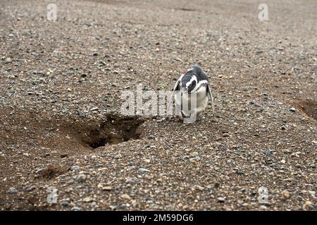 Bei den Magellan-Pinguinen auf der Insel Magdalena in Cile. Foto Stock