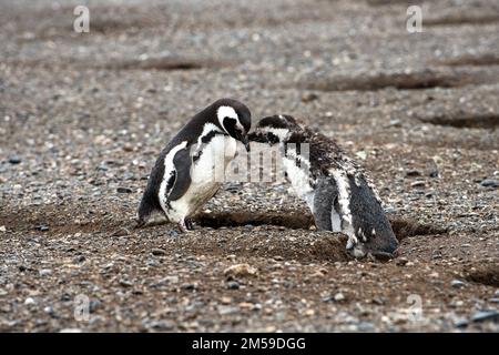 Bei den Magellan-Pinguinen auf der Insel Magdalena in Cile. Foto Stock