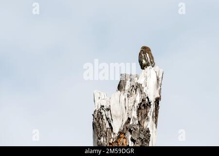 Im Torres del Paine Nationalpark a Süd-Patagonien, Cile. Foto Stock