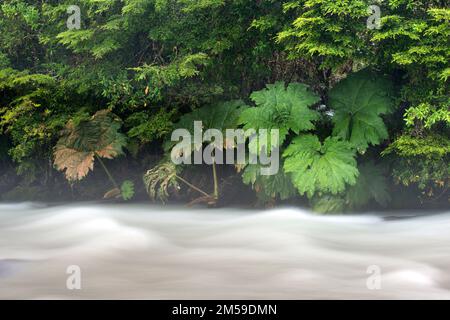 Nalca-Pflanzen beim Sendero Ventisquero Yelcho entlang der Carretera Austral. Patagonien, Cile. Foto Stock